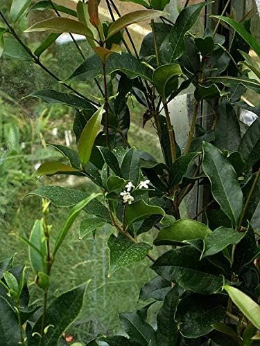 Fragrant Tea Olive Shrub - Live Plants - Osmanthus Fragrans