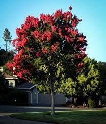 Crape Myrtle Arapaho I Extra Large 3 Gallon Plants | Light Pink Flowering Vibrant Red Summer Blooms, Drought-Tolerant Live Plant, Ornamental Tree for Gardens & Landscapes (3 Plants)