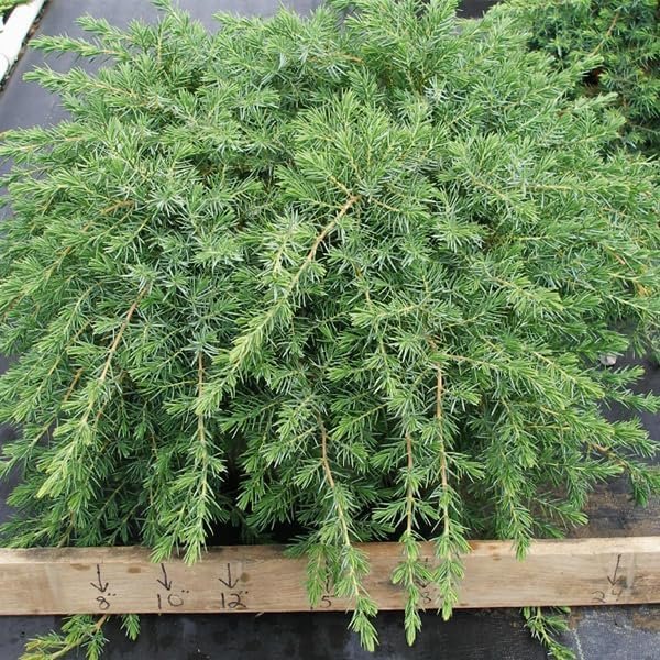 Blue Pacific Juniper | Extra Large 3 Gallon Plants | Live Fast-Growing Ground Cover Shrub, Drought-Tolerant, Low-Maintenance Landscaping Plant (2 Plants)