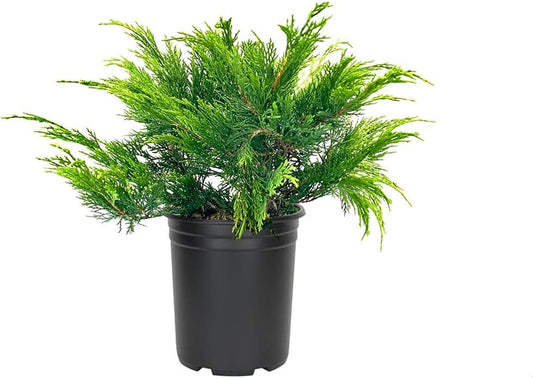 Monna Juniper Sierra Spreader | Live Gallon Size Plants | Juniperus