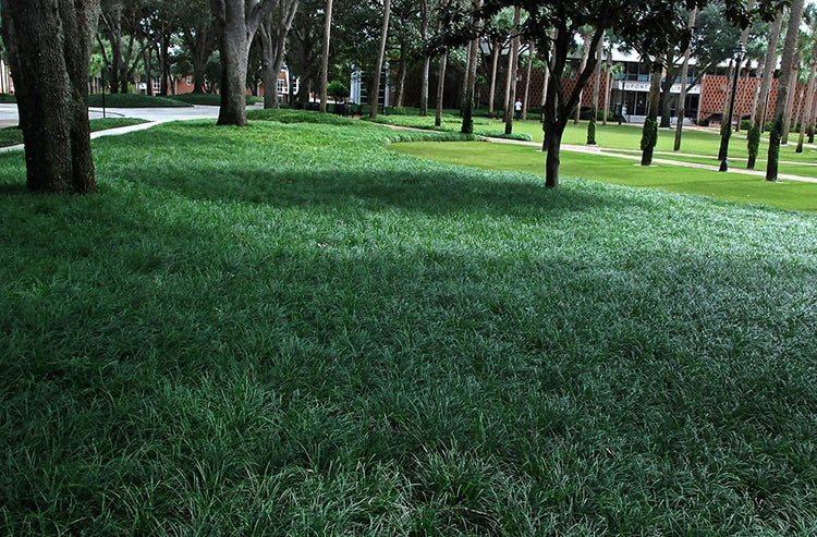 Mondo Grass Ophiopogon Japonicus | Live Pips Bare Root Plants | Live Shade Loving Evergreen Groundcover Plants