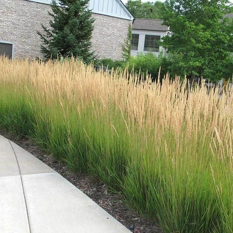 Feather Reed Grass Karl Foerster | Live Plants | Calamagrostis