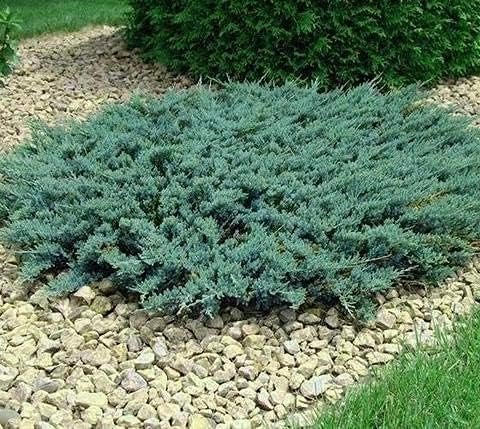 Juniper Blue Sargent - Live 4 Inch Pots - Juniperus Chinensis - Drought Tolerant Cold Hardy Evergreen Groundcover Plants