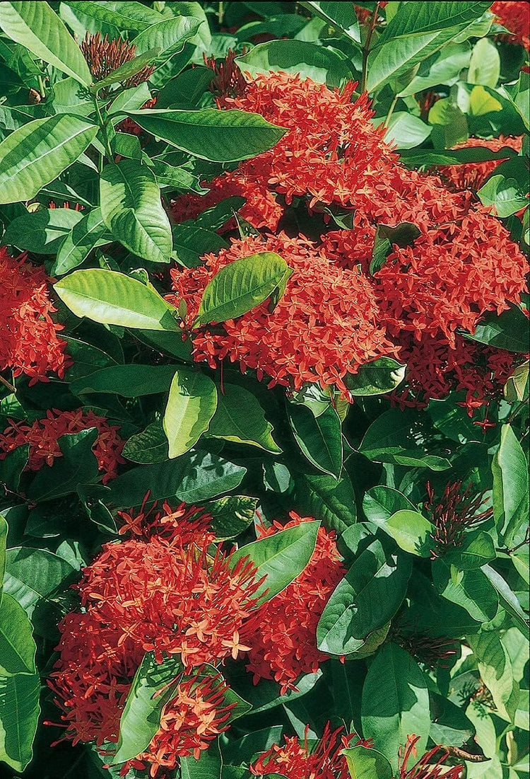 Ixora Maui Red | Live Plants | Beautiful Vibrant Blooming Butterfly Attracting Shrub | Coccinea Flame of The Woods Jungle Flame