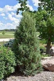 Medora Juniper | Extra Large 3 Gallon Plants | Columnar Evergreen Shrub for Privacy, Landscaping, and Ornamental Gardens - Drought-Resistant & Easy-to-Grow