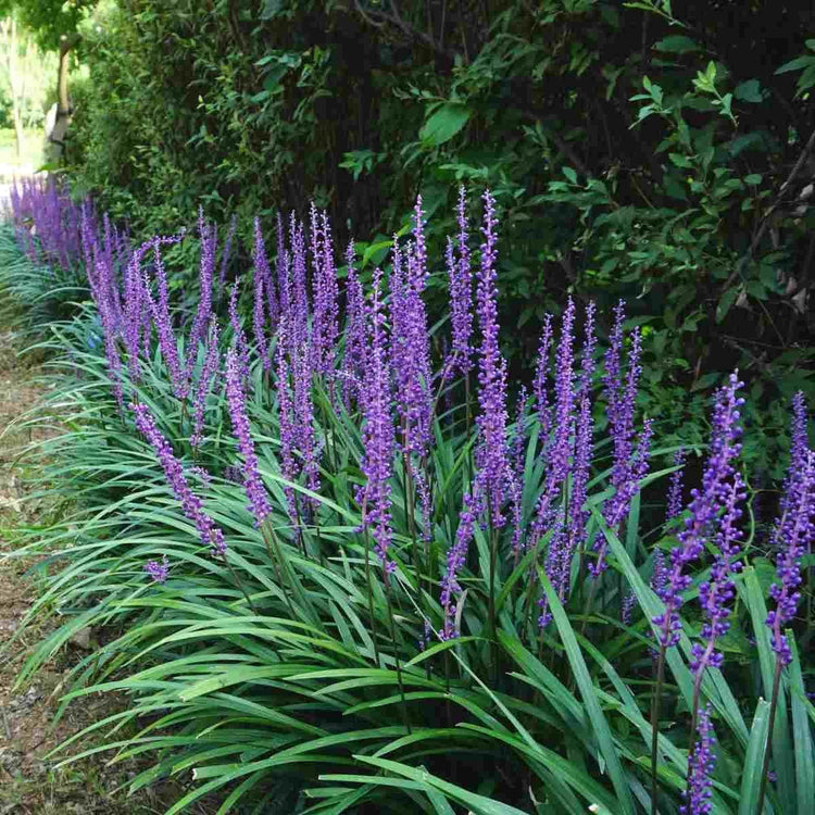 Big Blue Liriope Muscari | Tray | Drought Tolerant Low Maintenance Evergreen Grass Lilyturf