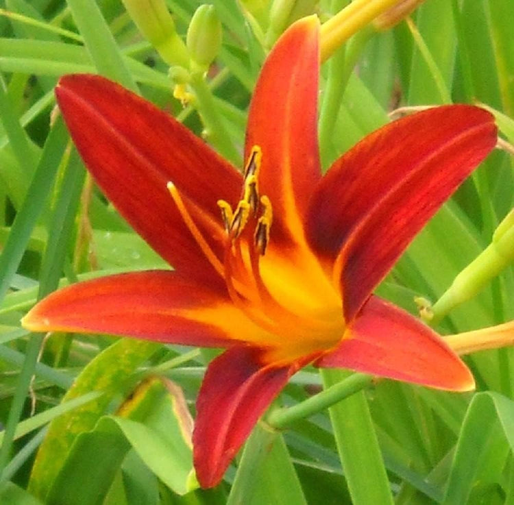 Ming Toy Daylily | Live 4 Inch Pot | Hemerocallis Plants | Beautiful Low Maintenance Blooming Groundcover