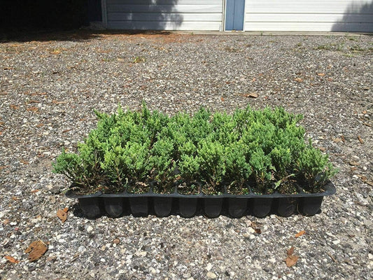 Blue Sargent Juniper - Live Plants - Juniperus Chinensis - Drought Tolerant Cold Hardy Evergreen Ground Cover