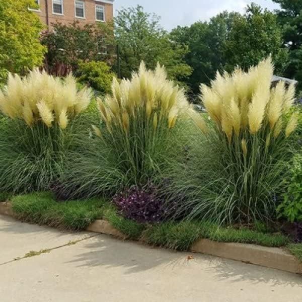 Pampas Grass Blue Bayou | Live Plants | Cortaderia Selloana | Dwarf Low Maintenance Drought Tolerant Ornamental Grass