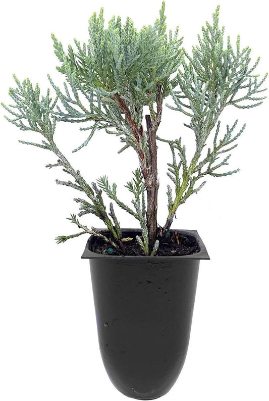 Blue Pfitzer Juniper - Live Plants - Juniperus Chinensis - Drought Tolerant Cold Hardy Evergreen Ground Cover