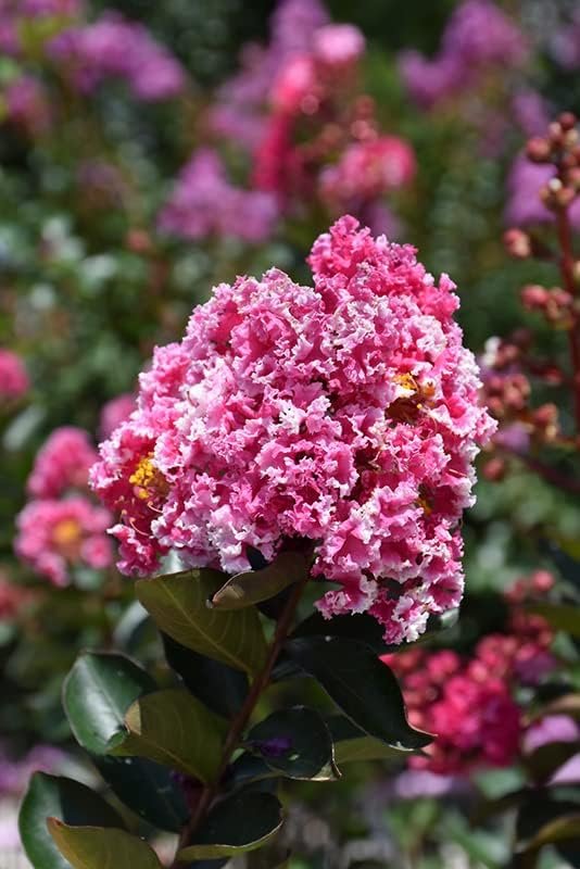 Crape Myrtle Raspberry Sundae | Live Plants | Dual-Color Red & Pink Blooms, Live Plant, Stunning Bicolor Ornamental Shrub for Eye-Catching Garden Displays