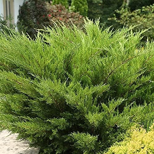 Sea Green Juniper | Live Gallon Size Plants | Juniperus Chinensis, Hardy