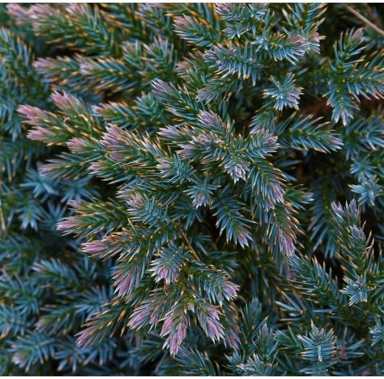 Blue Star Juniper | Large Gallon Size Plant | Juniperus Squamata | Low Maintenance Blue Evergreen Groundcover