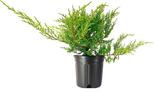 Juniper Kallay | Live Gallon Size Plants | Juniperus Chinensis, Hardy