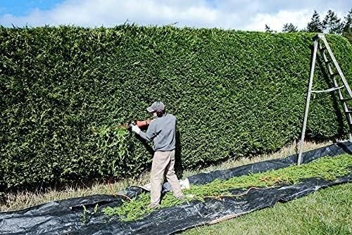 Murray Cypress | Large Gallon Size Containers | Cupressus x Leylandii