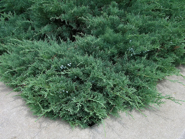 Blue Sargent Juniper - Live Plants - Juniperus Chinensis - Drought Tolerant Cold Hardy Evergreen Ground Cover