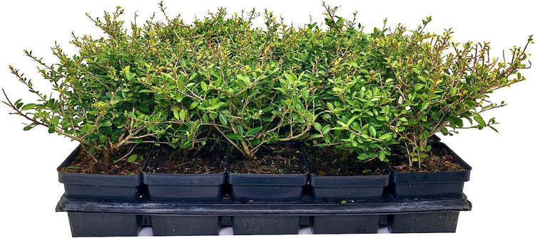 Dwarf Yaupon Holly | Live 4 Inch Pots | Ilex Schilling Stokes Vomitoria | Drought Tolerant Low Maintenance Evergreen Hedge