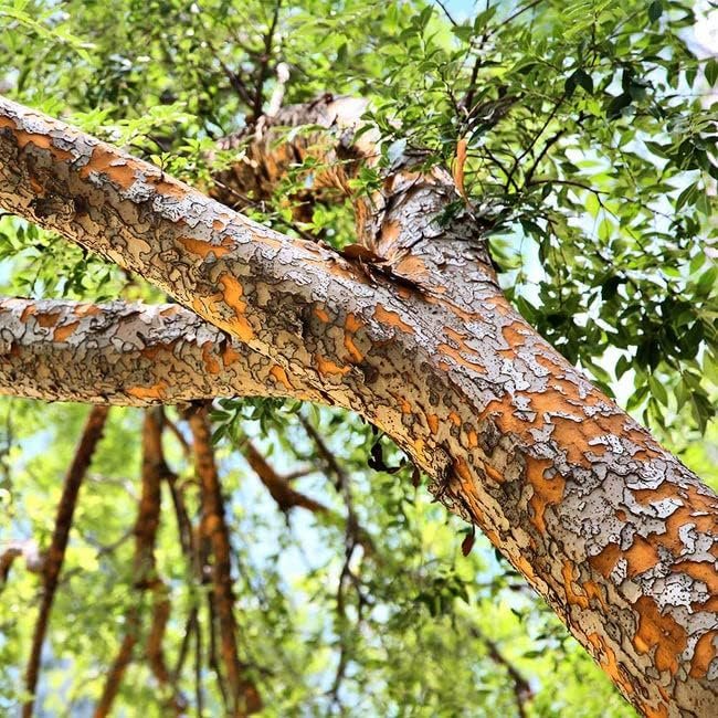 Drake Chinese Elm Tree | Live Plants | Lacebark Elm | Ulmus Parvifolia | Semi-Evergreen Fall Colors Red Purple & Yellow