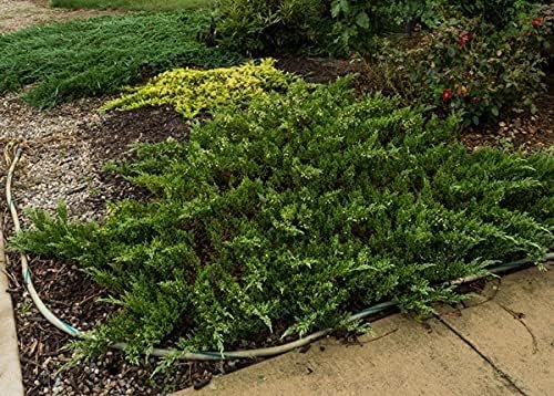 Green Sargent Juniper - Live Gallon Size Plants - Juniperus Chinensis - Drought Tolerant Cold Hardy Evergreen Groundcover