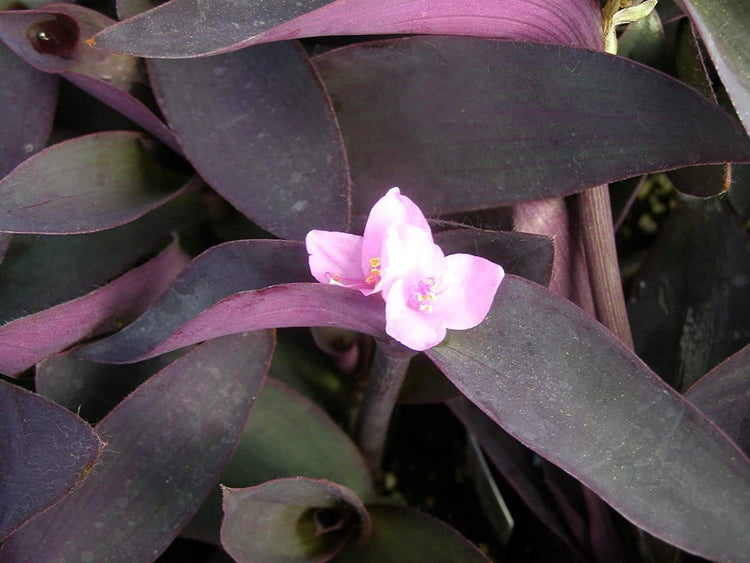 Purple Heart | Live Plants | Setcreasea Pallida Tradescantia | Blooming Wandering Vine Drought Tolerant Perennial Groundcover