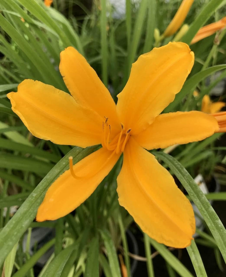 Daylily Aztec Gold | Live 4 Inch Pots | Hemerocallis Plants | Beautiful Low Maintenance Blooming Groundcover