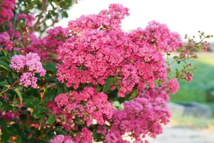 Crape Myrtle Raspberry Sundae | Extra Large 3 Gallon Plants | Dual-Color Red & Pink Blooms, Live Plant, Stunning Bicolor Ornamental Shrub for Eye-Catching Garden Displays