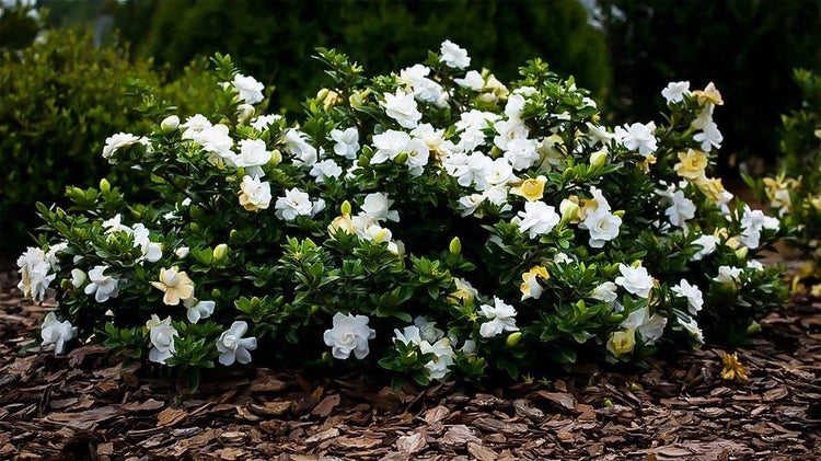 Gardenia Radicans Dwarf | Live Plants | Fragrant Blooming Shrub | Gardenia Jasminoides Cape Jasmine