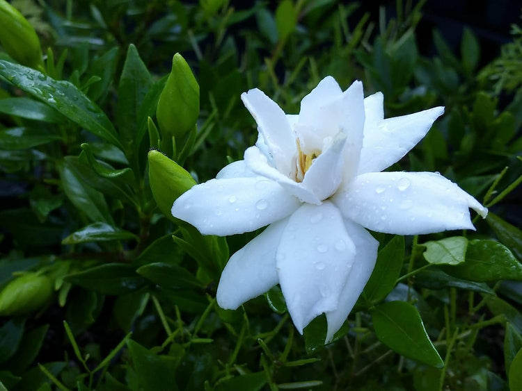 Gardenia Dwarf Radicans | Large Gallon Size Plants | Fragrant Blooming Shrub | Gardenia Jasminoides Cape Jasmine