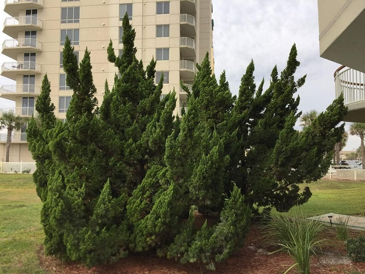 Hollywood Juniper | Juniperus Chinensis Torulosa | Live Gallon Size Trees | Drought Tolerant Cold Hardy Evergreen Plant