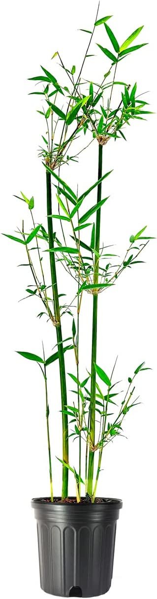 Fern Leaf Bamboo - Live Plants - Bambusa Multiplex - 6 Inch Pot - Non-invasive Clumping Privacy Hedge