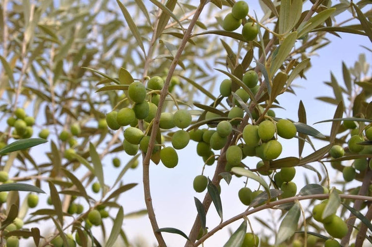 Arbequina Olive Tree | Live 4 Inch Pots | Grow Your Own Olives Indoors