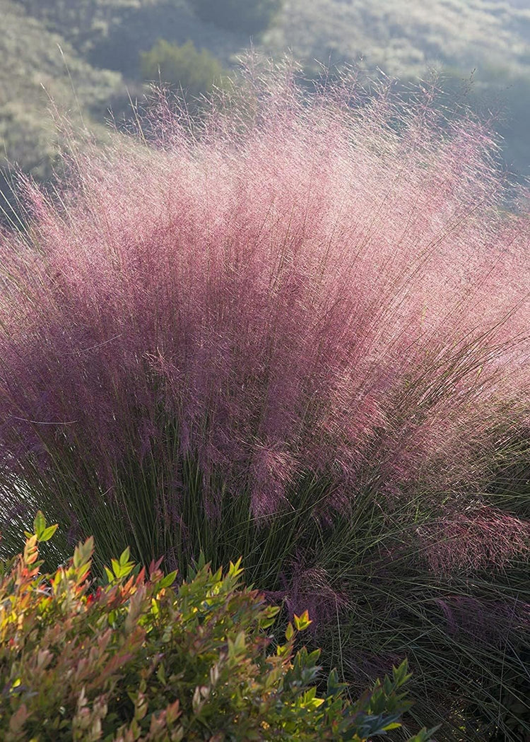 Muhly Grass | Live Gallon Size Plants | Muhlenbergia Capillaris