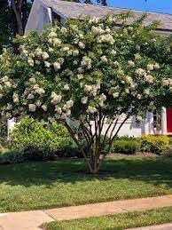 Crape Myrtle Natchez | Extra Large 3 Gallon Plants | Lagerstroemia Indica | Beautiful Low Maintenance White Blooming Flowering Tree