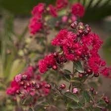 Crape Myrtle Double Feature I Extra Large 3 Gallon Plant I Red Flowering Dual Display of Red Blooms & Burgundy Foliage, Drought-Tolerant Live Tree