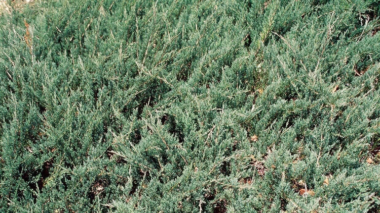 Juniper Sea Spray - Live Gallon Size Plants - Juniperus Chinensis - Drought Tolerant Cold Hardy Evergreen Groundcover