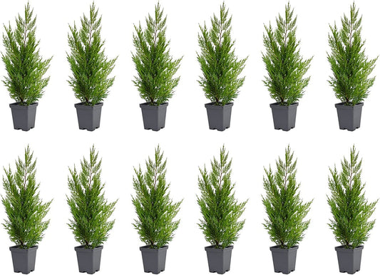 Murray Cypress Tree - Live Quart Size Trees - Cupressus x Leylandii - Upright Screening Evergreen Hedge Plant