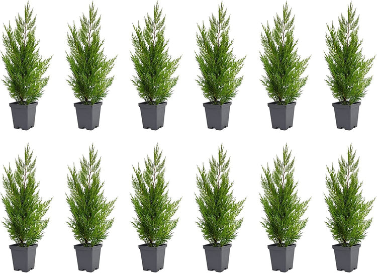 Murray Cypress Tree - Live Quart Size Trees - Cupressus x Leylandii - Upright Screening Evergreen Hedge Plant