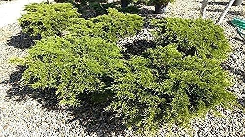 Juniper Monna Sierra Spreader | Live 4 Inch Pots | Juniperus Chinensis | Drought Tolerant Cold Hardy Evergreen Groundcover Plants