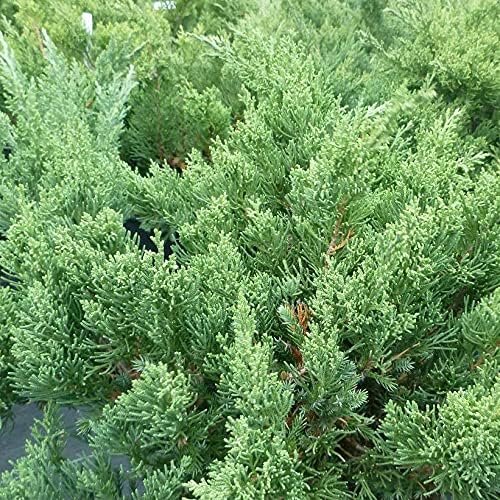 San Jose Juniper | Live Gallon Size Plant | Juniperus Chinensis | Bonsai Drought Tolerant Cold Hardy Evergreen Groundcover