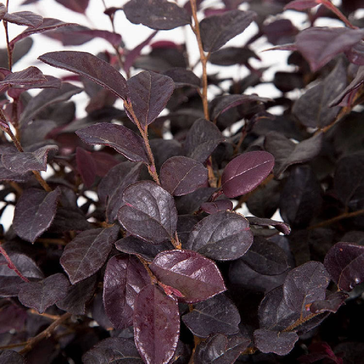 Loropetalum Ruby | Large Gallon Size Plants | Chinese Fringe Flower | Evergreen Flowering Shrub