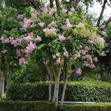 Crape Myrtle Muskogee | Extra Large 3 Gallon Plants | Lagerstroemia Indica | Beautiful Low Maintenance Lavender Blooming Tree