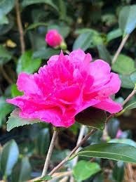 Camellia Sasanqua Sparkling Burgundy I Extra Large 3 Gallon Plants I Pink Flowering Radiant Deep Red Blooms, Live Plant for Gardens & Patios, Elegant Ornamental Shrub (1 Plant)