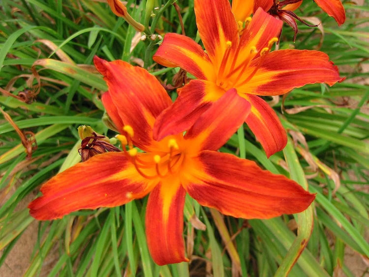 Ming Toy Daylily | Live 4 Inch Pot | Hemerocallis Plants | Beautiful Low Maintenance Blooming Groundcover