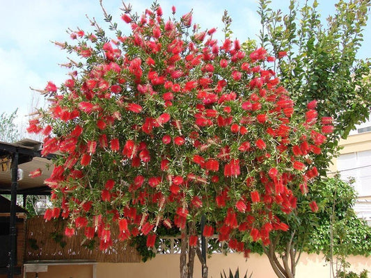 Bottlebrush Tree | Live Gallon Size Plants | Callistemon Citrinus Red Cluster | Drought Tolerant Bird Attracting Shrub Tree