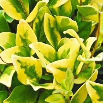 Ligustrum Japonicum Howardi - Live Quart Size Plant - Privet Howardii - Variegated Evergreen Privacy Hedge