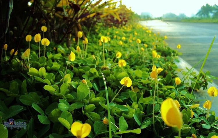 Ornamental Peanut Grass - Arachis Glabrata - Live Plants - 2" Pot Size - Fully Rooted Drought Tolerant Ground Cover