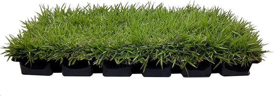 Zoysia Sod Plugs - Large 3" x 3" Plugs - Drought, Salt & Shade Tolerant Turf Grass