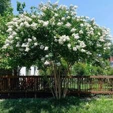 Crape Myrtle Natchez | Extra Large 3 Gallon Plants | Lagerstroemia Indica | Beautiful Low Maintenance White Blooming Flowering Tree