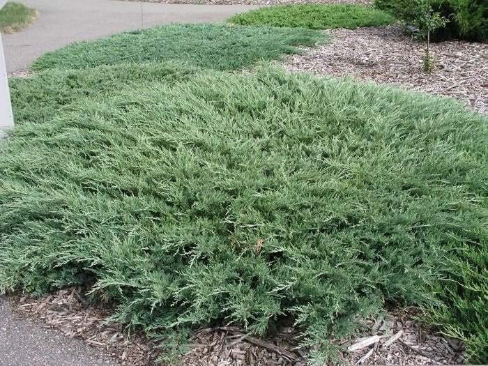 Hughes Juniper | Live 4 Inch Pots | Drought-Tolerant Evergreen for Landscaping, Privacy Screens, and Bonsai, Easy-to-Grow