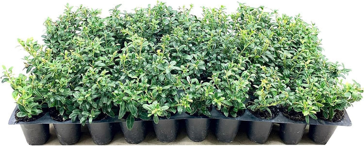 Soft Touch Compact Japanese Holly | Live Plants | Ilex crenata | Low Maintenance Evergreen Shrub